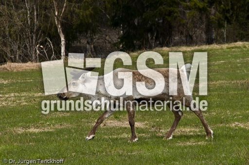 Rentier (2 von 8).jpg